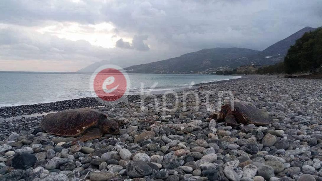 καρέτα καρέτα κερατόκαμπος