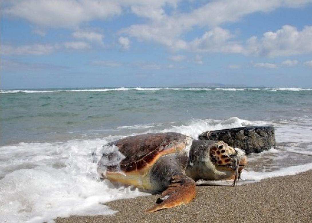 καρετα - καρετα