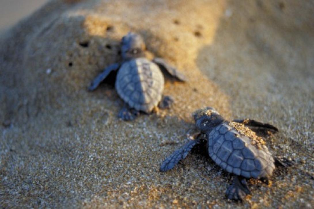 καρέτα καρέτα