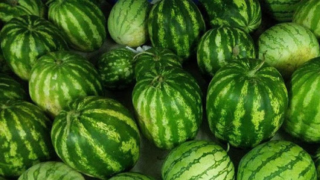καρπούζια