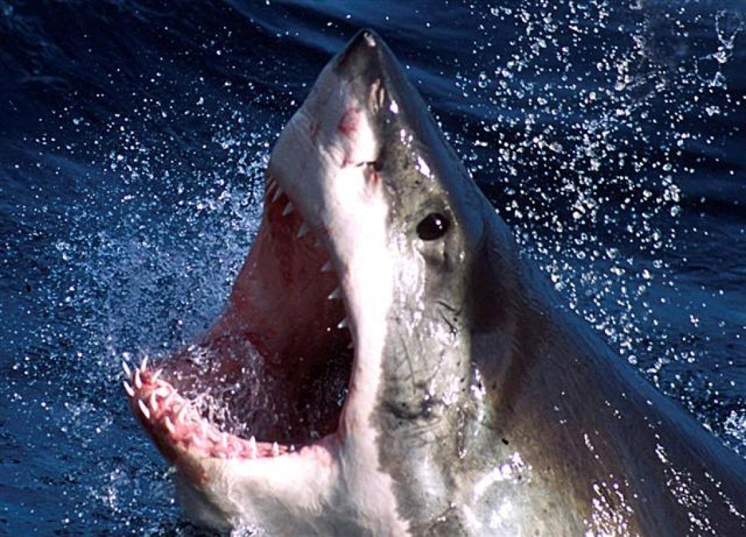 καρχαριας χαμογελο