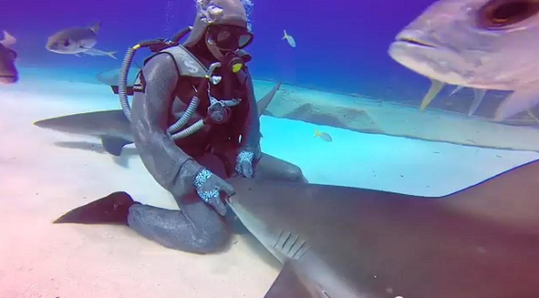 καρχαριας 7 μετρα