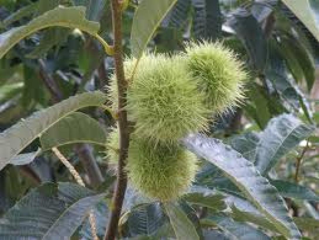 Καστανιες Εβρος