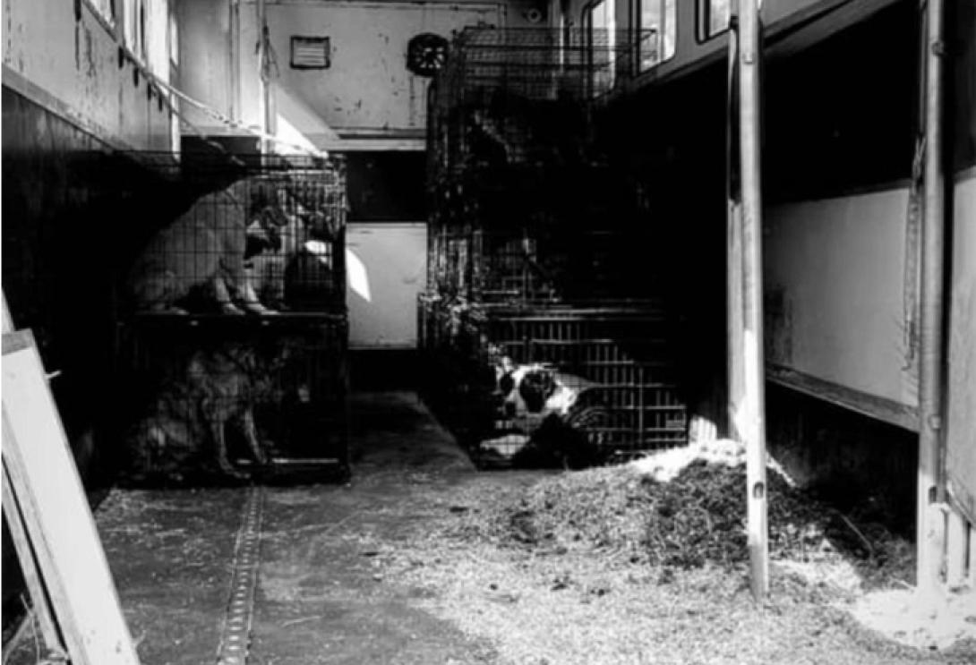 Καταφύγιο ζώων