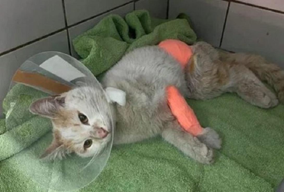 γατα κτηνωδια