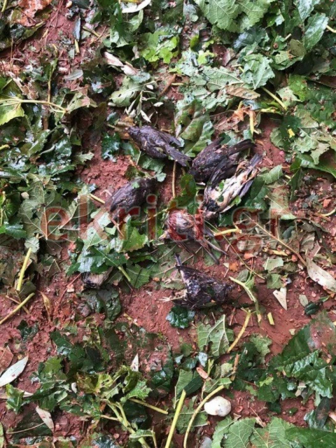 Νεκρά ζώα μετά την κακοκαιρία