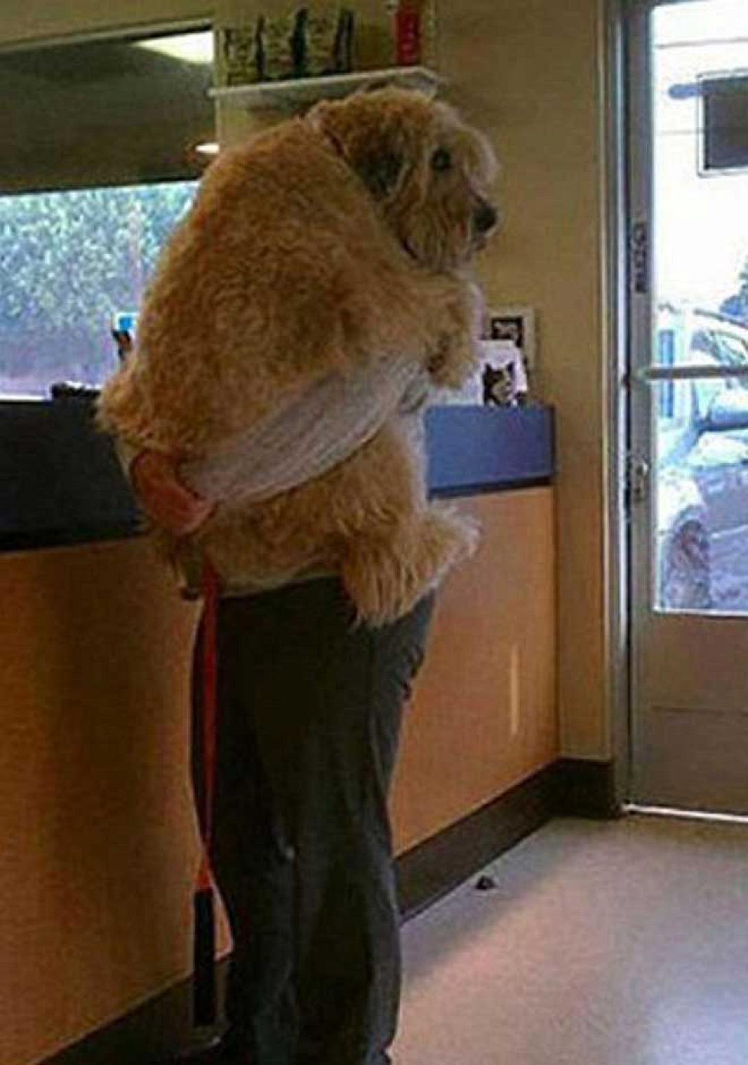 Κατοικίδια που δεν θέλουν να πάνε στον κτηνίατρο!