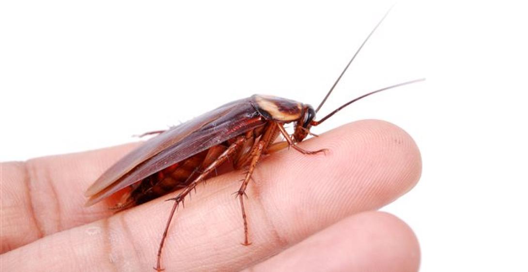 κατσαρίδες