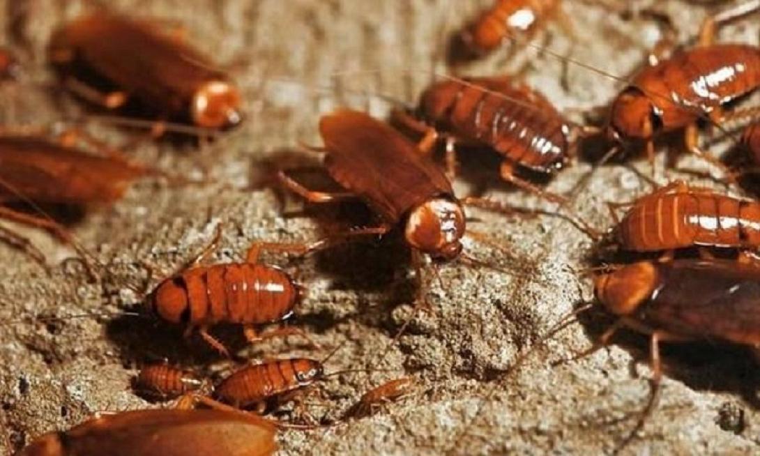 κατσαρίδες