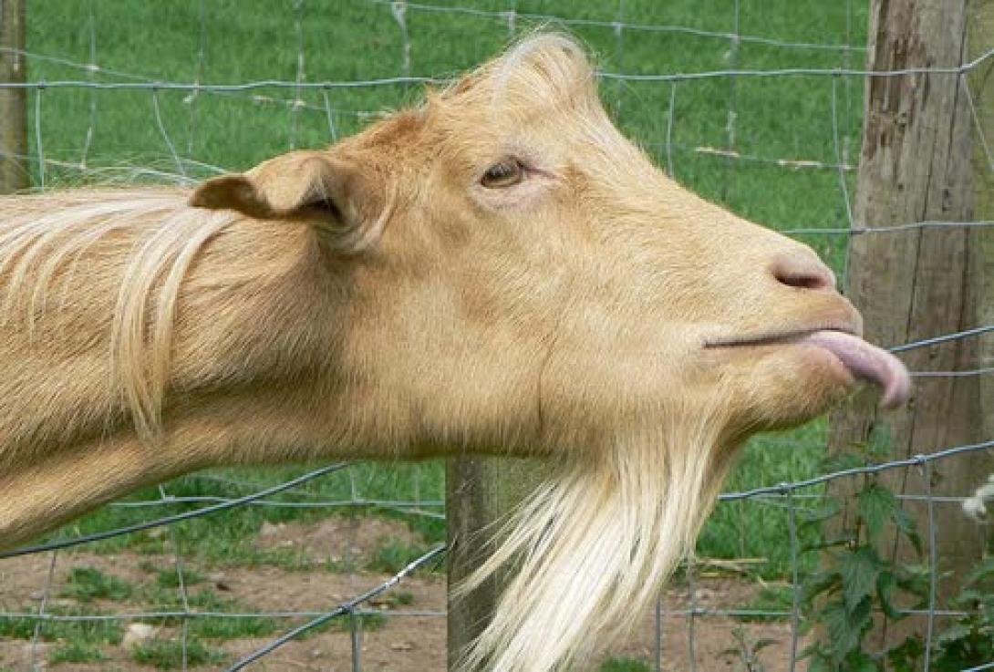 Βέροια: Πουλούσε... "μαιμού" κατσίκες μέσω διαδικτύου και συνελήφθη