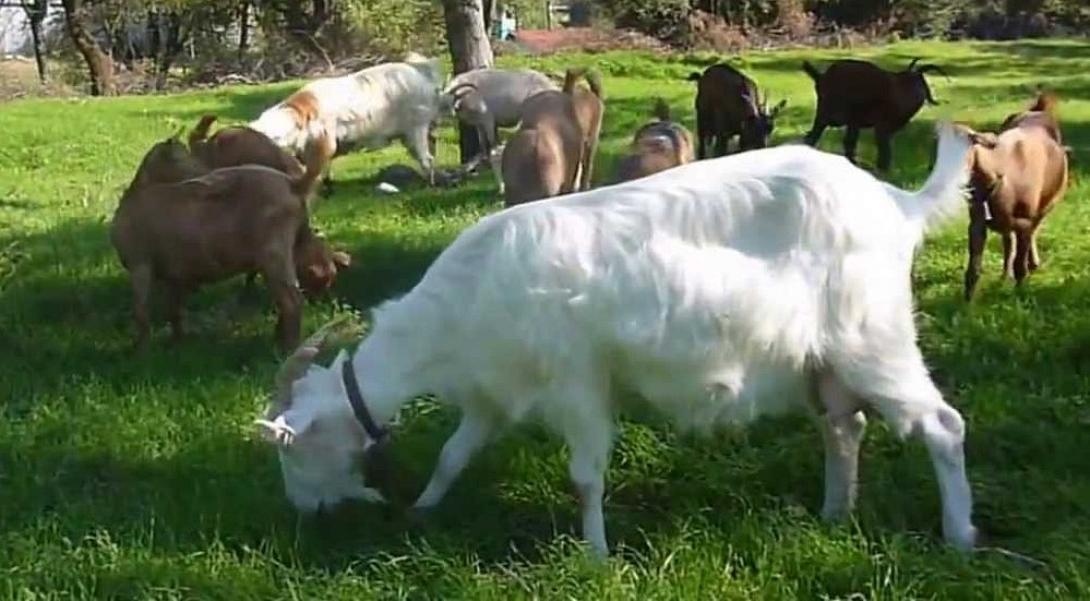 Κατσίκες και ζώα καταστρέφουν αγροτικές περιουσίες.jpg