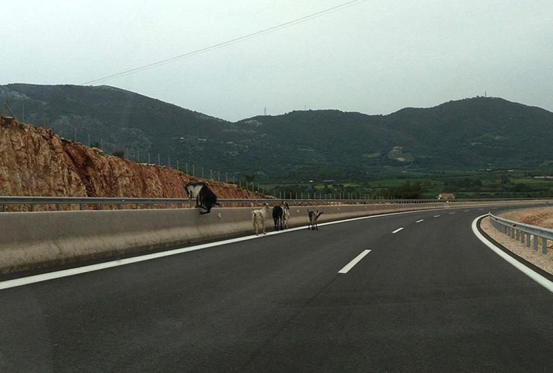 κατσίκες δρόμος