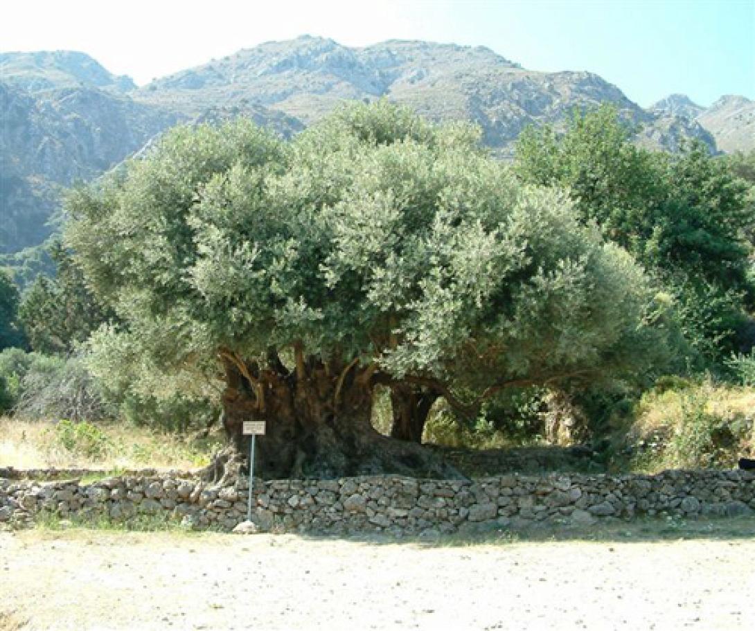 kavousiou.jpg