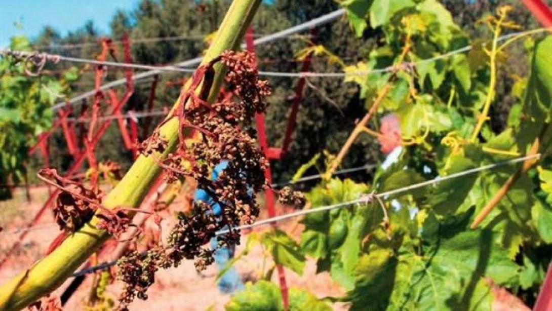 σταφύλια καύσωνας