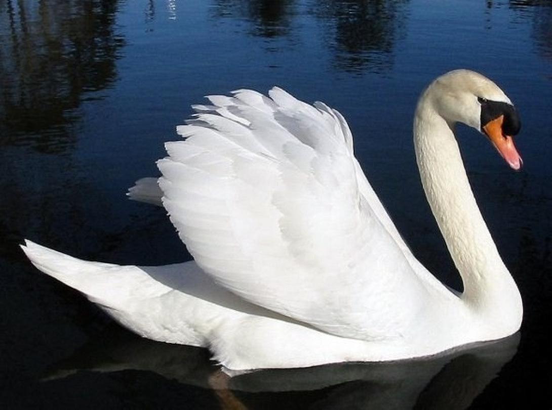 Βέλγιο: Δύο πυροσβέστες σκοτώθηκαν προσπαθώντας να σώσουν έναν κύκνο