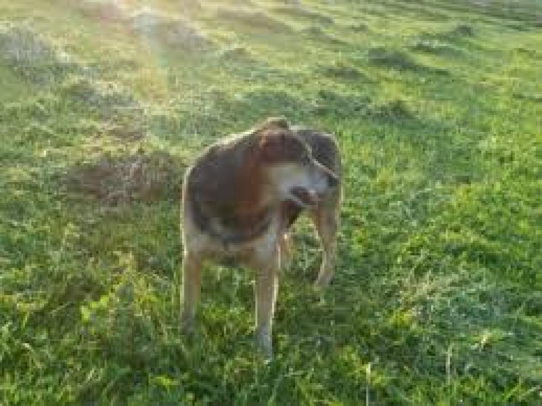 Κιλκίς: 44χρονος πυροβόλησε και σκότωσε σκύλο