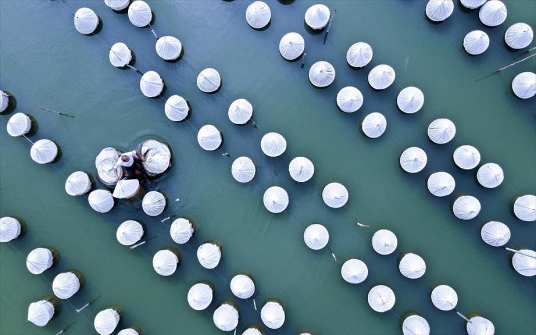 ιχθυοκαλλιέργεια κίνα