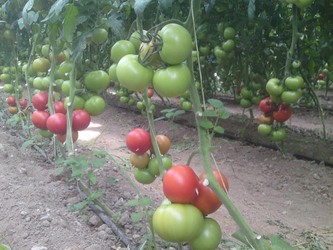 Μιχελογιαννάκης: Να αποζημιωθούν άμεσα οι παραγωγοί των κηπευτικών προϊόντων
