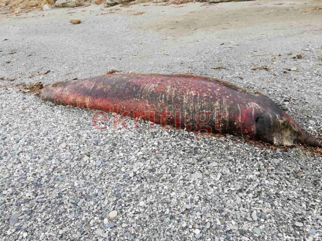 Θαλάσσιο κήτος