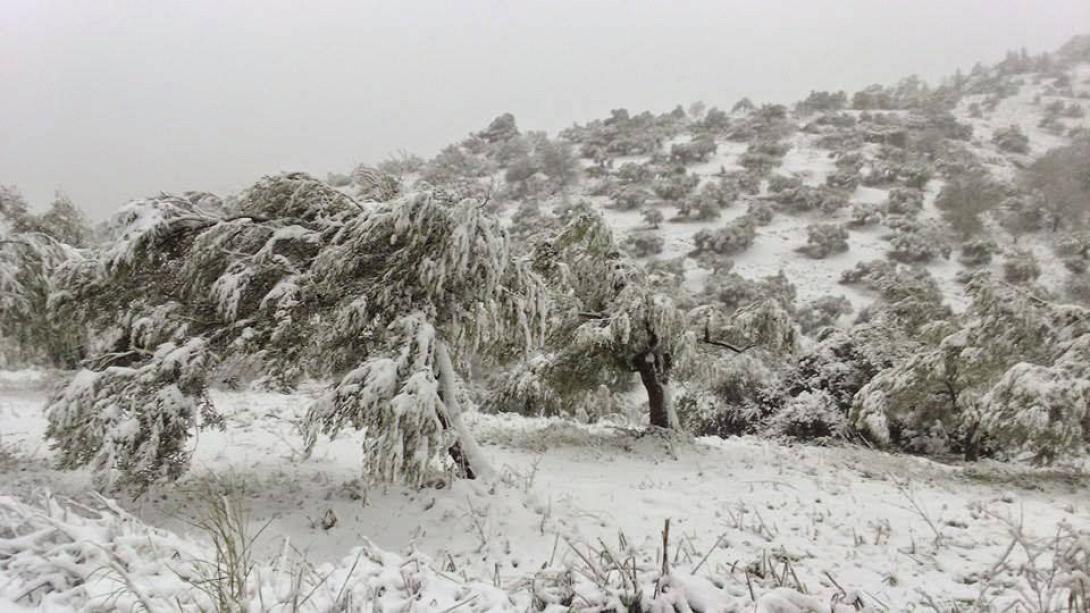 ελιές χιόνια