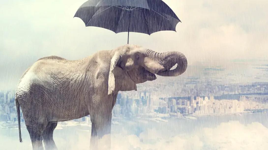 Ζώα που προβλέπουν τον καιρό