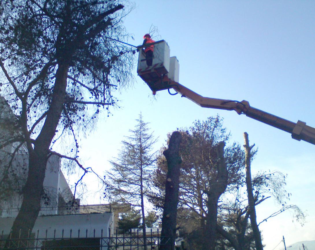 κλαδεμα δεντρων