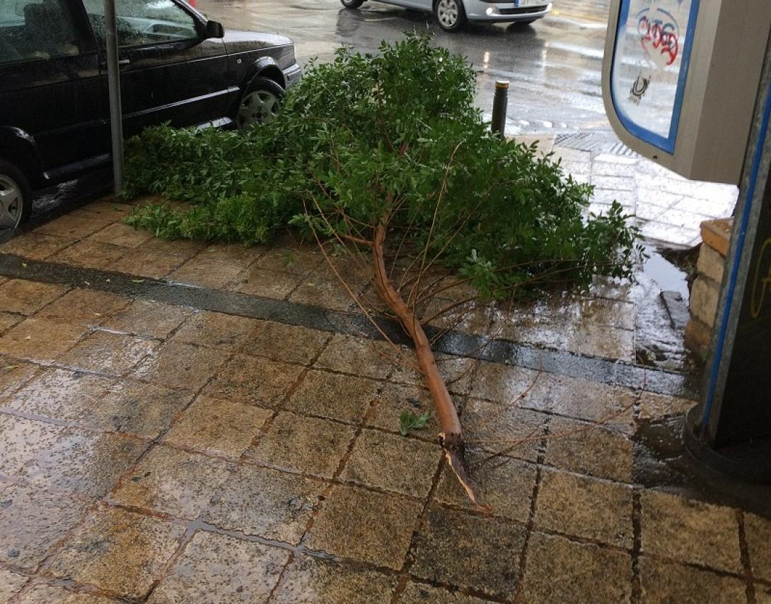 κλαδί άγιος μηνάς