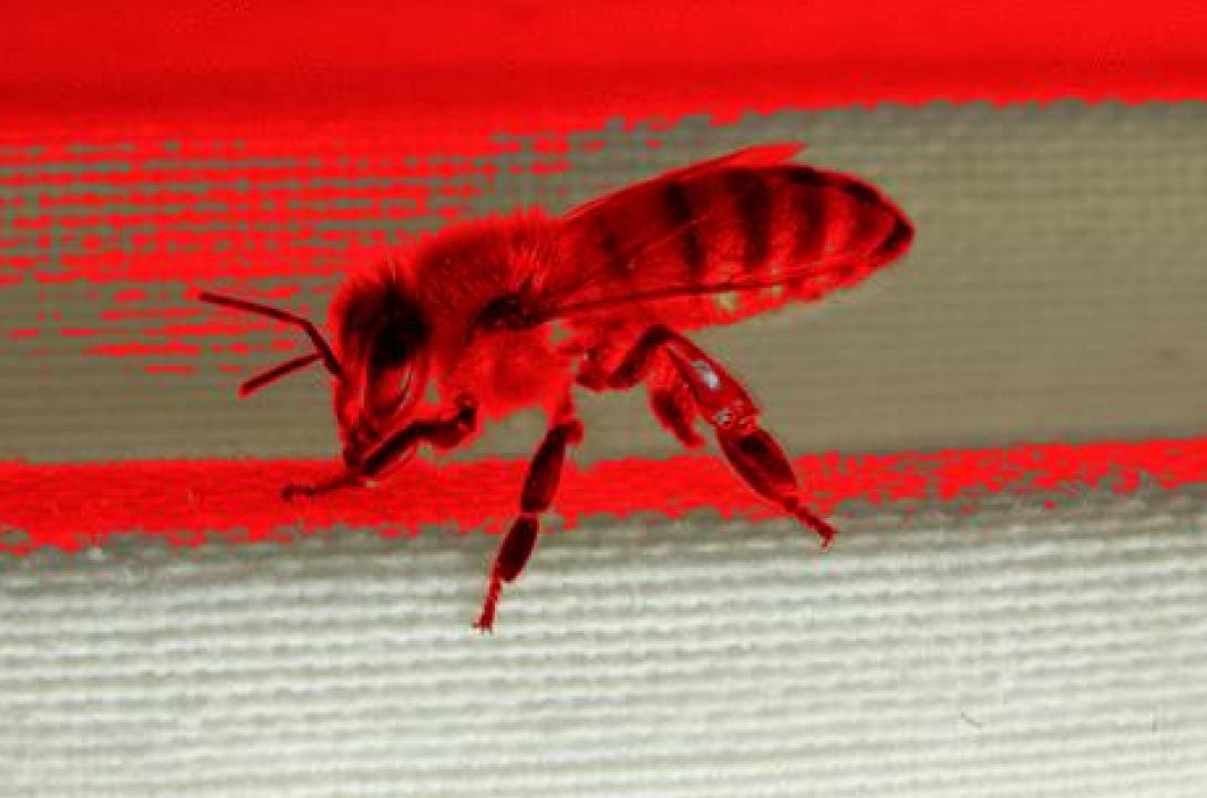 Κόκκινο μέλι από ... κόκκινες μέλισσες!