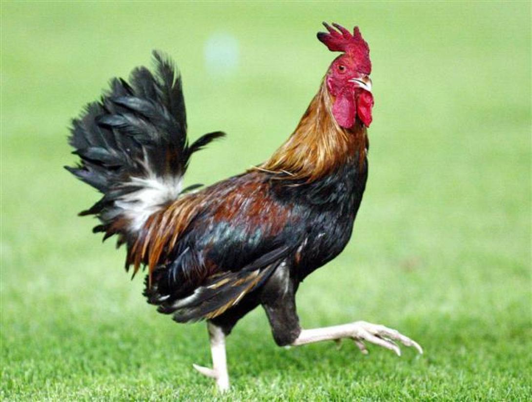 Γιατί ένας κόκορας φτάνει στην άκρη του γκρεμού...και δεν πηδάει;