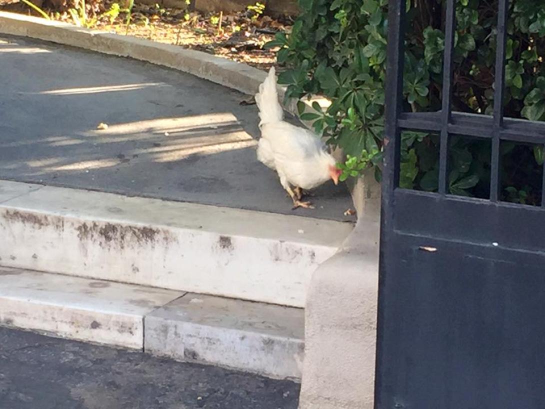 κότα μαξίμου