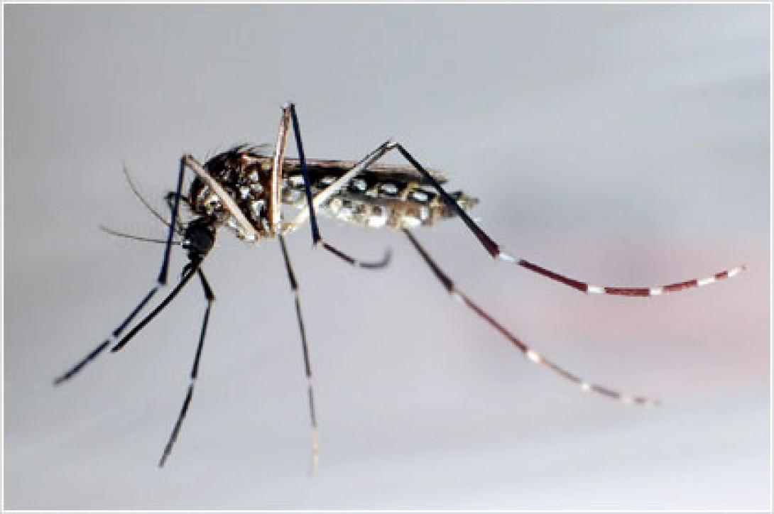 κουνουπι τιγρης