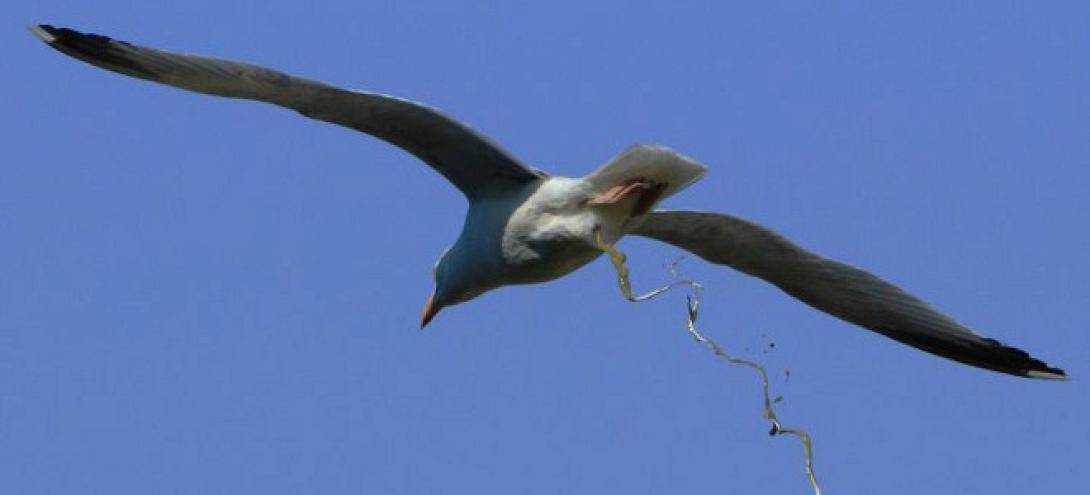 Ο μεγαλύτερος ... λεκές από πουλί (βίντεο)
