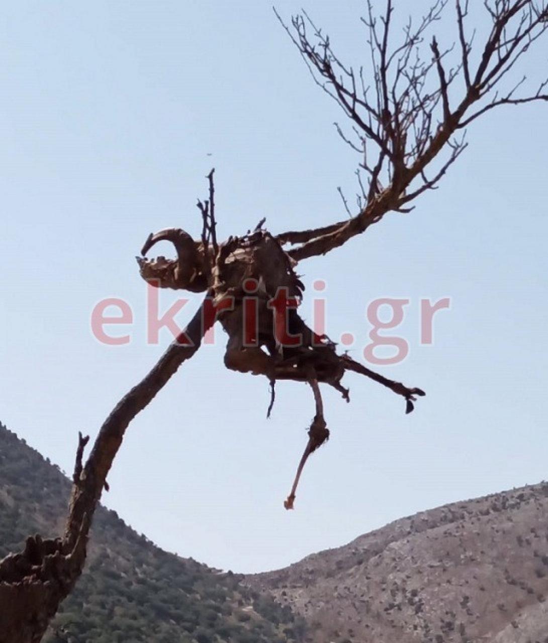 κουφάρι ζώου