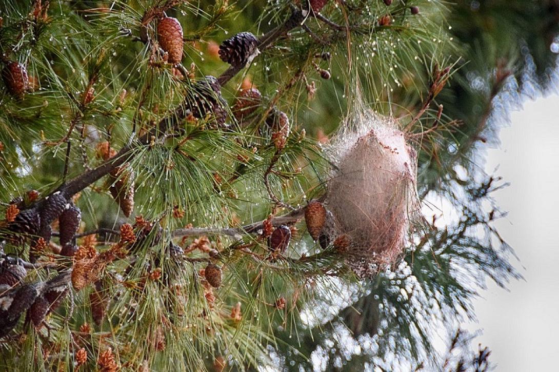 κάμπια πεύκων