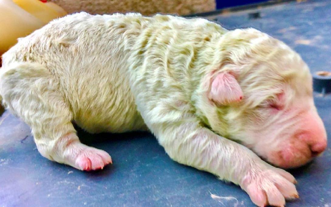 κουτάβι σαρδηνία