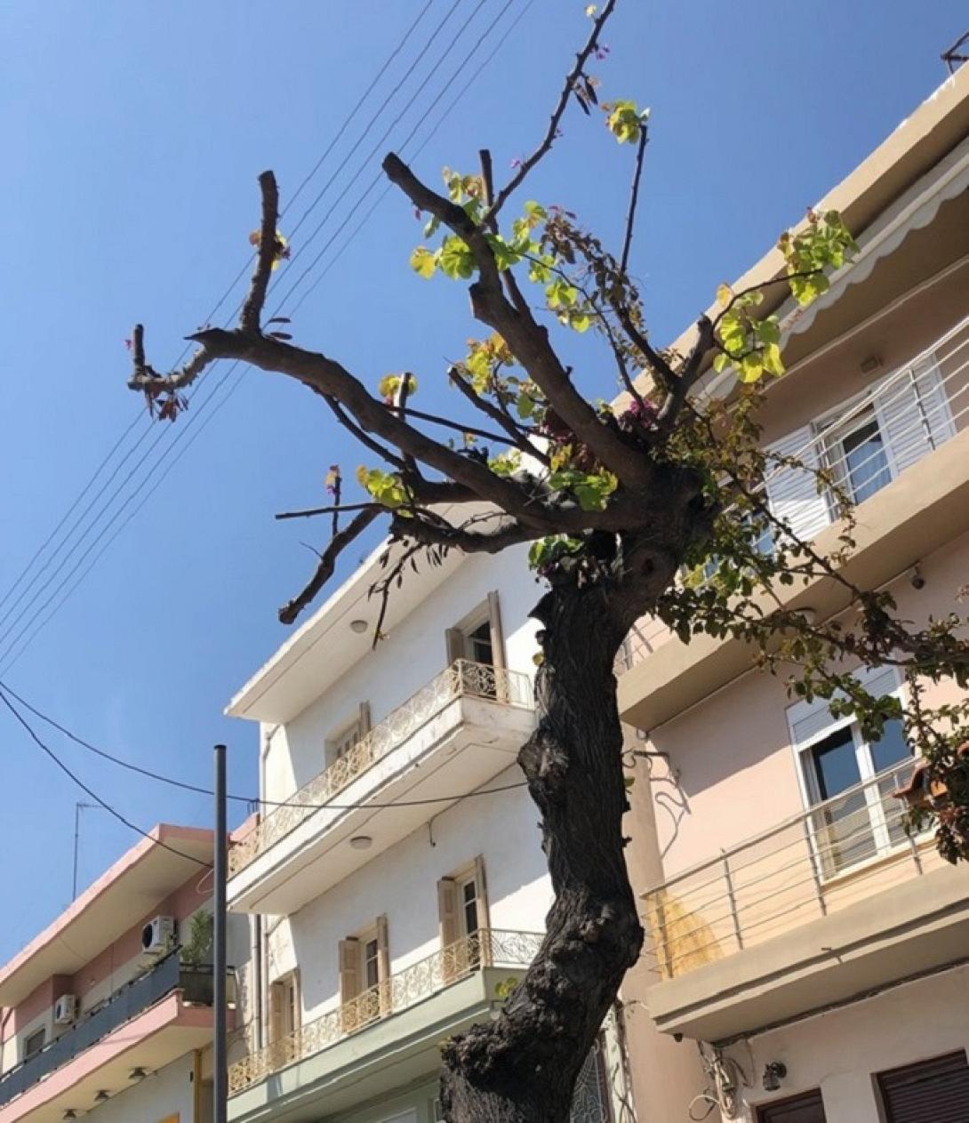 κουτσουπιά