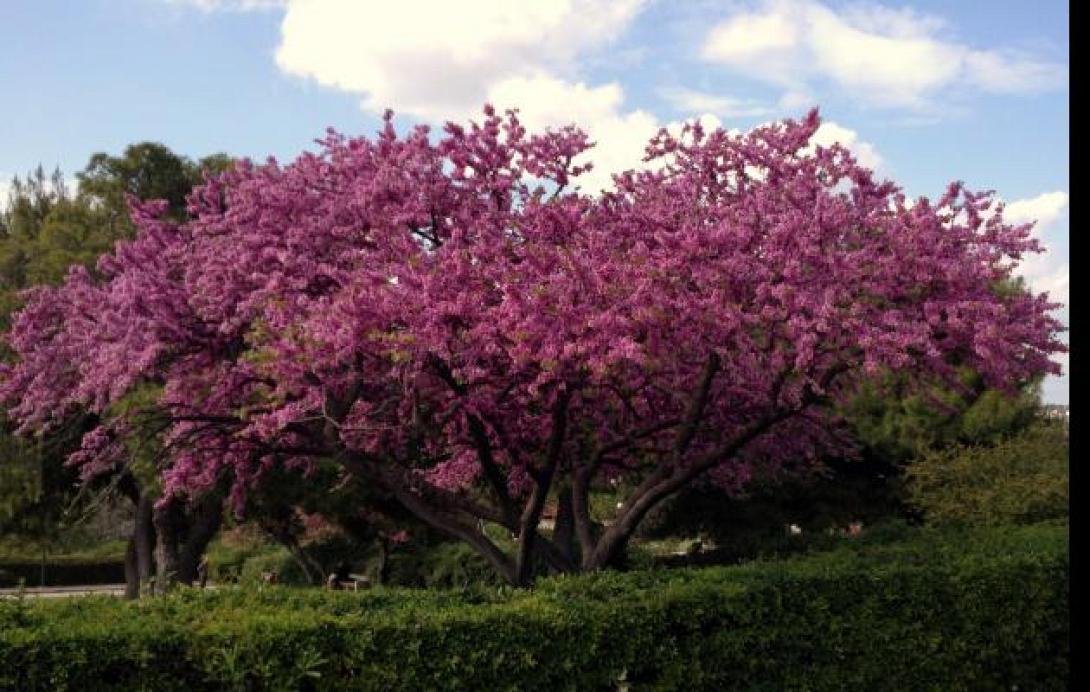 κουτσουπια