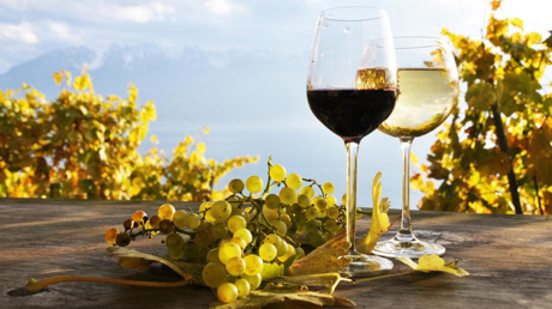 Δύσκολη η φετινή χρονιά για το ελληνικό κρασί - Στο 15% η μείωση της παραγωγής