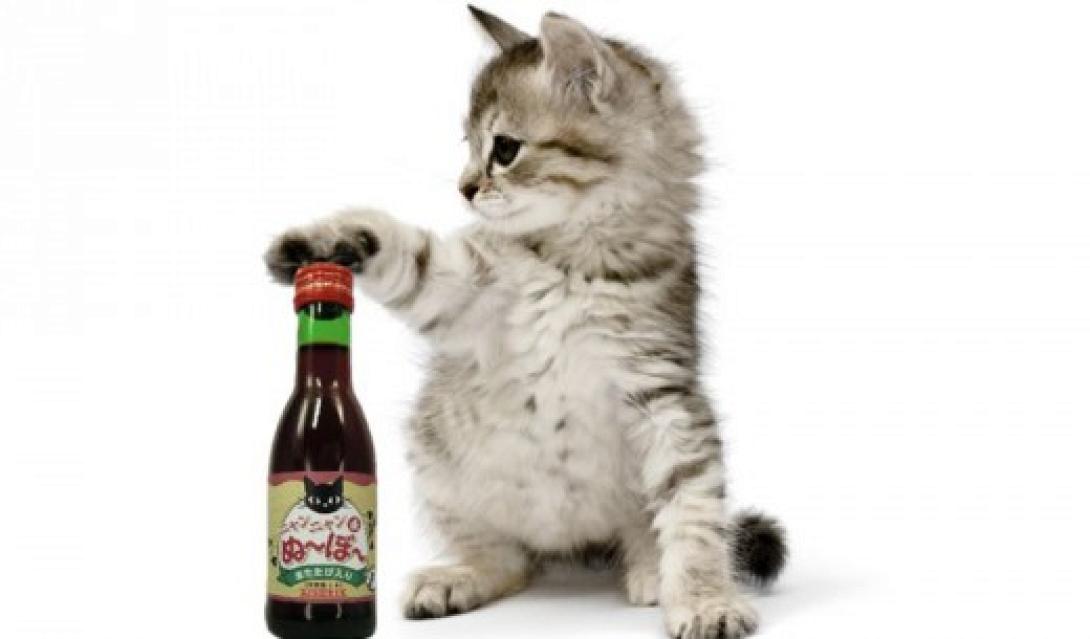 Κρασί ... για γάτες!