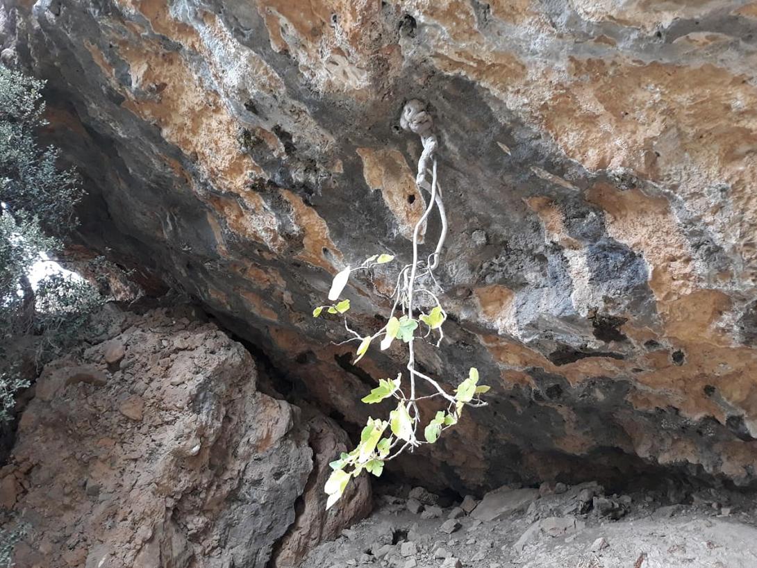 κρεμαστη συκια