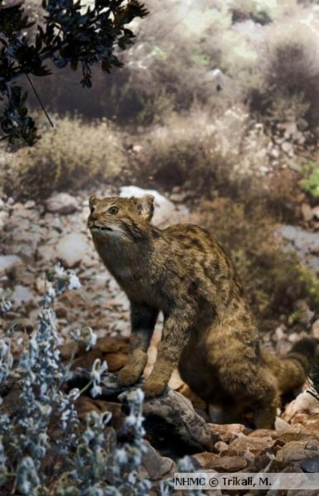 κρητικός αγριόγατος