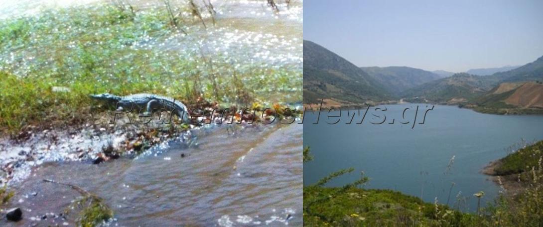 Ο κροκόδειλος του Ρεθύμνου... τώρα και σε βίντεο!