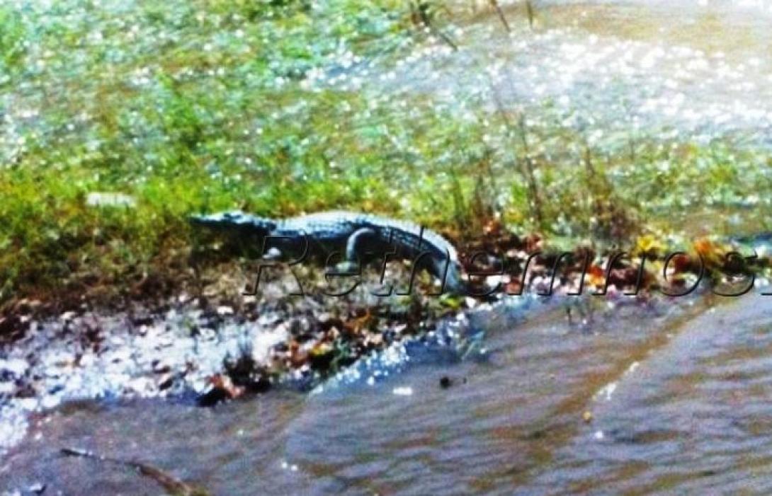 Θέλουμε κροκόδειλους στην Κρήτη; Πρωτοβουλία από το Ράδιο Κρήτη για το Οικοσύστημα