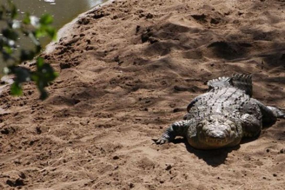 Ρέθυμνο: Αύριο οι πρώτες προσπάθειες να πιαστεί ο κροκόδειλος!