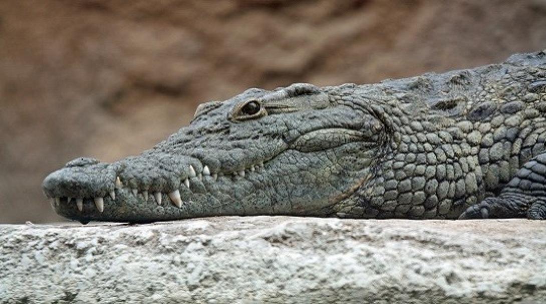 "Ο κροκόδειλος του Ρεθύμνου πρέπει να επιστρέψει στο φυσικό του περιβάλλον"