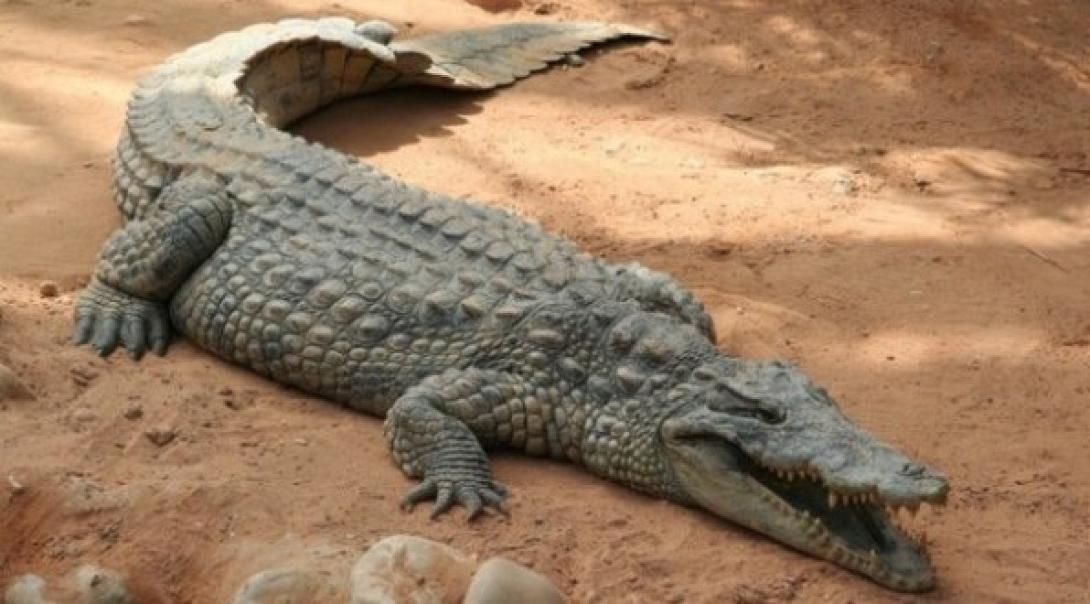 Με κλουβί και δόλωμα για τη... σύλληψη του Σήφη