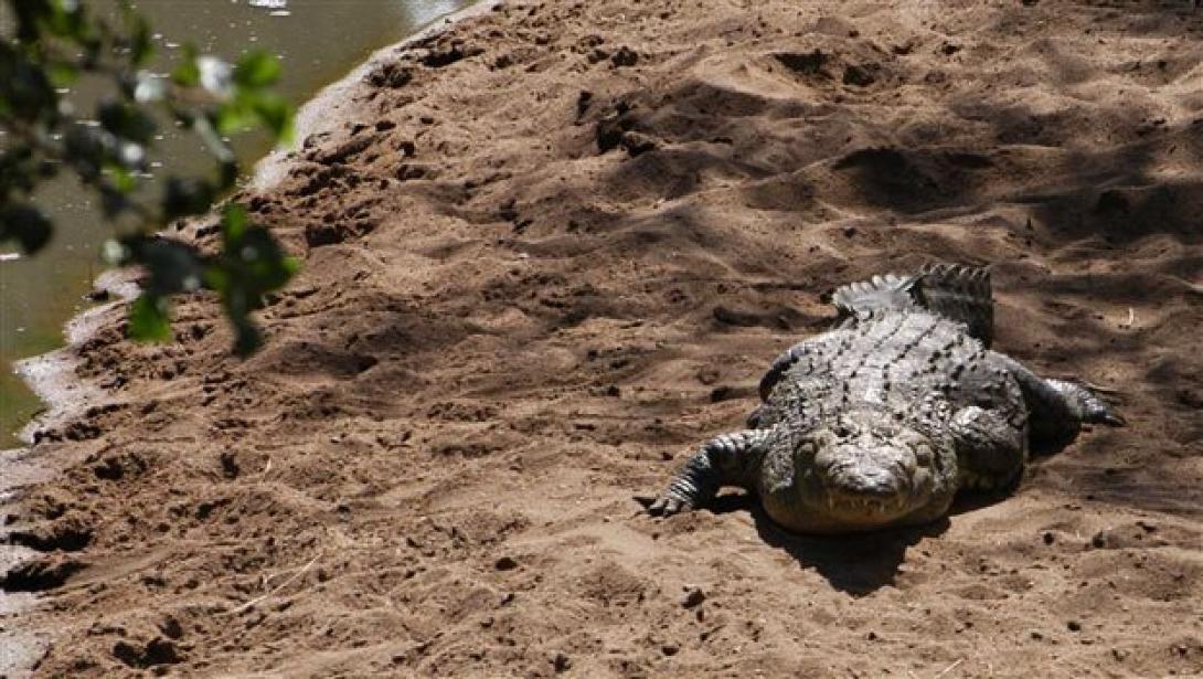 Ρέθυμνο: Τελικά συνεχίζουν να ταΐζουν .. κοτόπουλα τον Σήφη