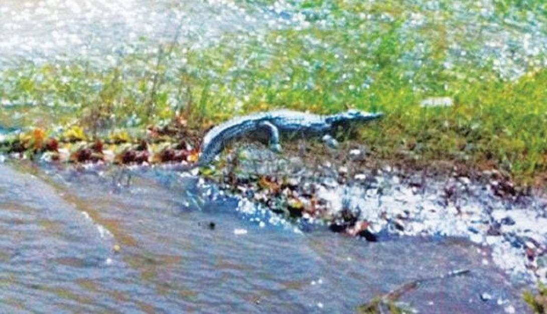 Νέα σύσκεψη και επιχείρηση απο αύριο για τον ... Σήφη