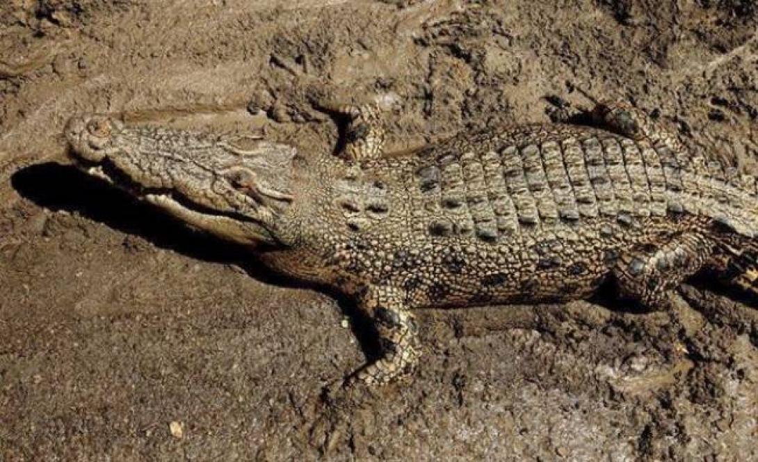 Δημοψήφισμα για το... "Σηφαλιό" λέει να μείνει στο Φράγμα!