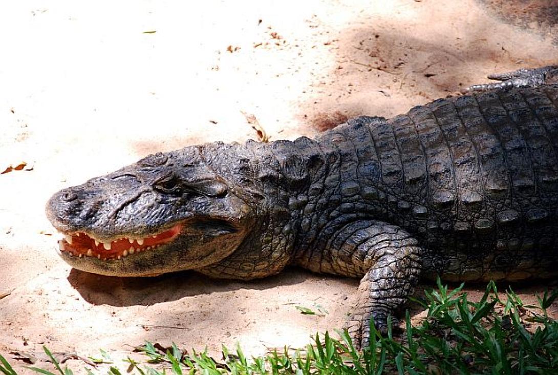 Δύσκολη η επιχείρηση "Αιχμαλωτίστε τον Σήφη"